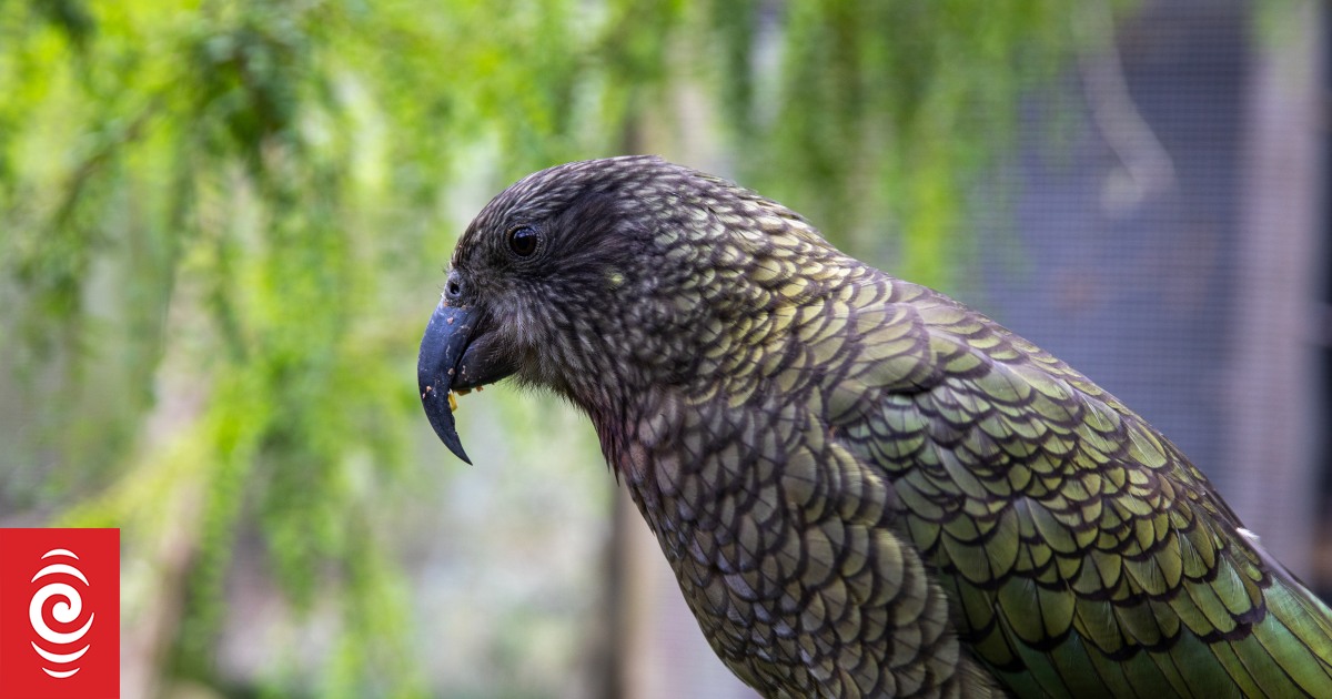 Lead poisoning kills two kea in Southern Westland