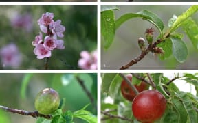 Stone Fruit development