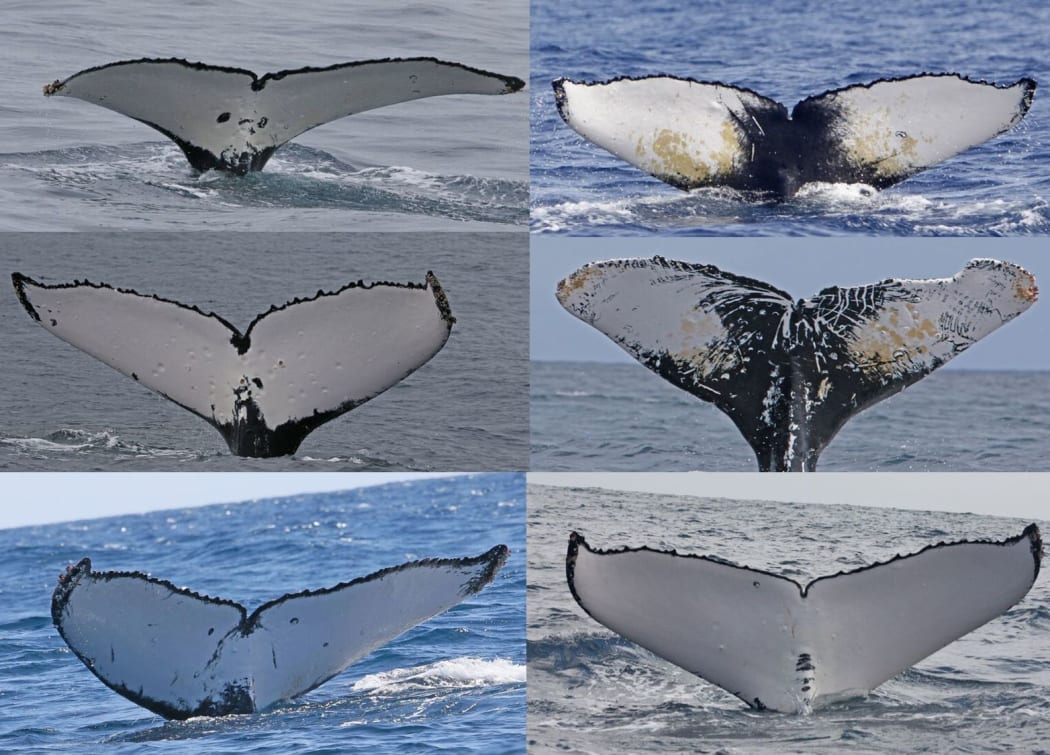 The underside of six whale tails (or flukes) showing very different patterns.