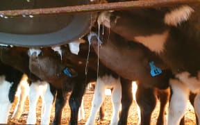 Calves at the calfeteria