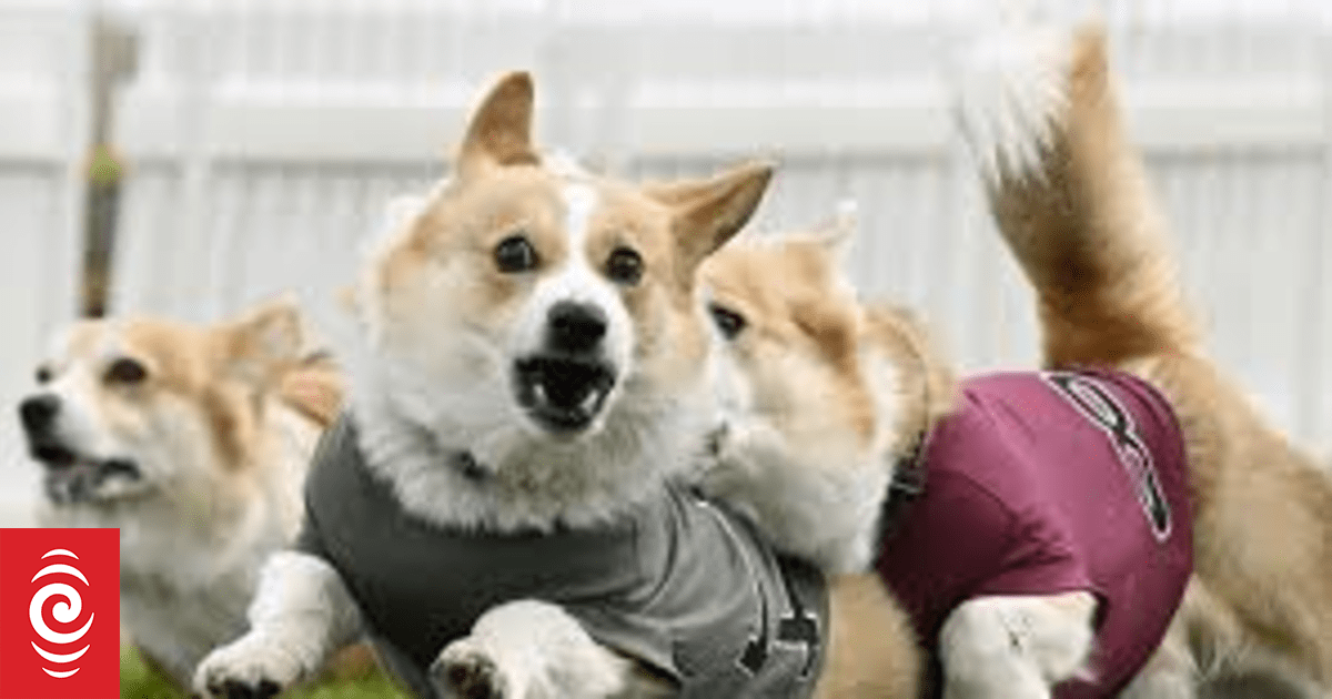 Corgi racing & confusing roundabouts | RNZ