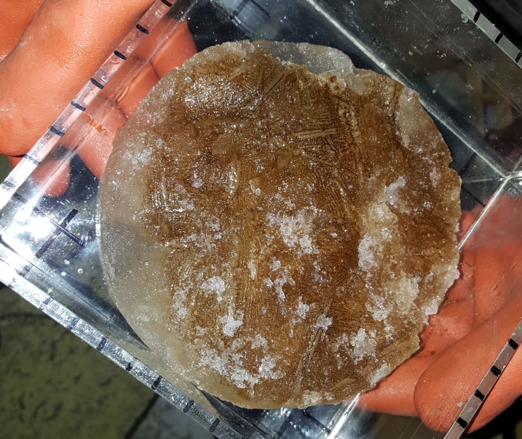 Microscopic life grows as a thick mat on the underside of Antarctica's sea ice, coloring the ice brown.