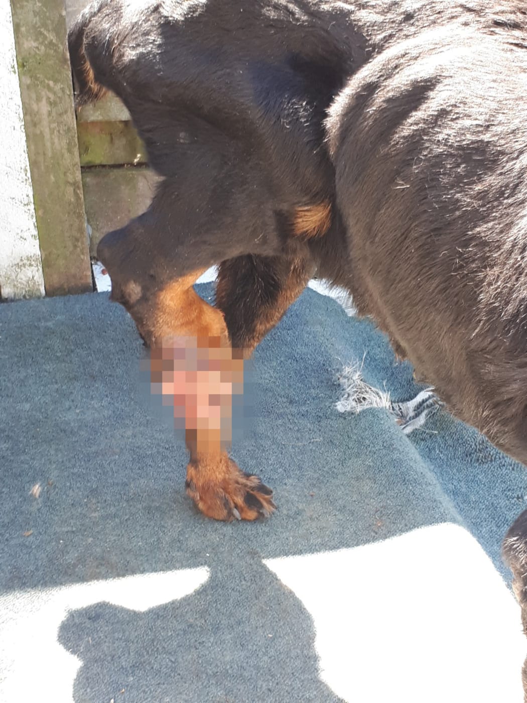 Nine-year-old rottweiler Bobby was euthanised after being found underweight, with wounds, calluses and skin cancer.