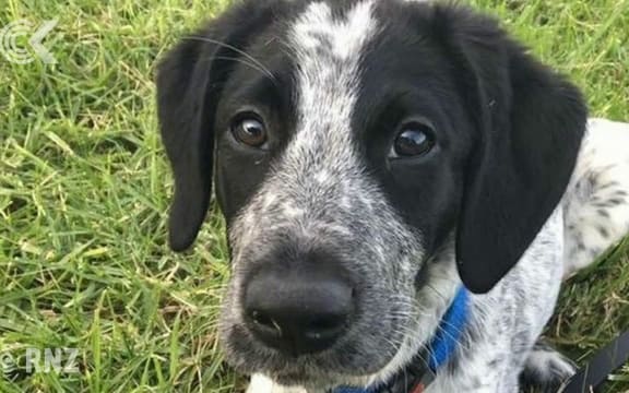 Airport dog's death was avoidable   report: RNZ Checkpoint