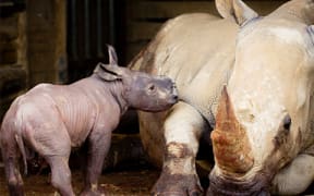 Southern white rhino born at Hamilton Zoo in late June 2016.