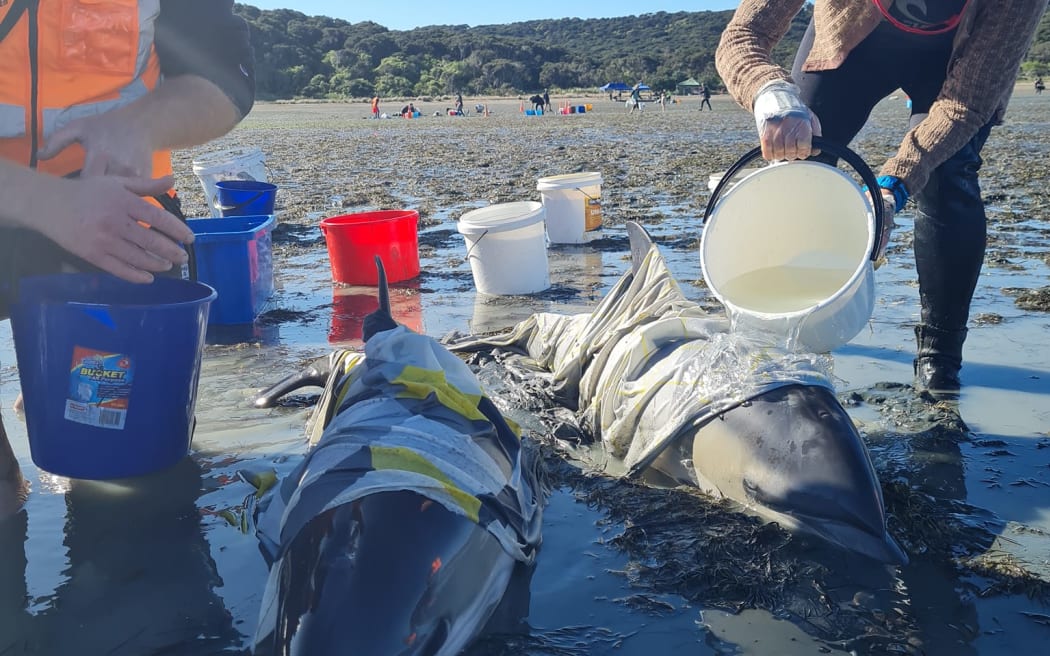 Dolphin stranding at Whakanewha Bay on Waiheke Island