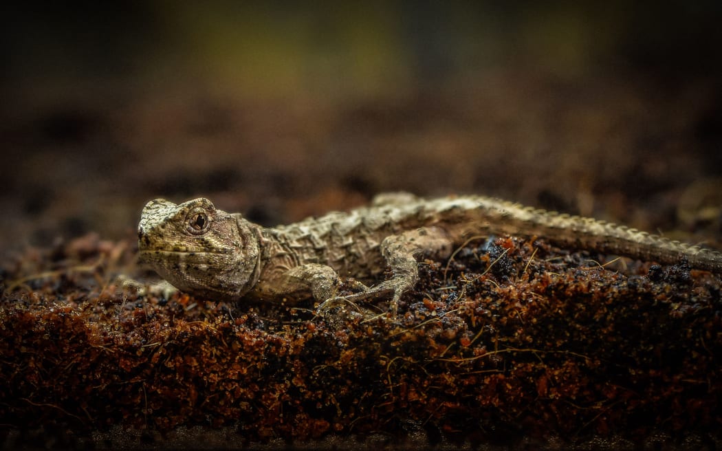 A tuatara hatched at Chester Zoo, UK.