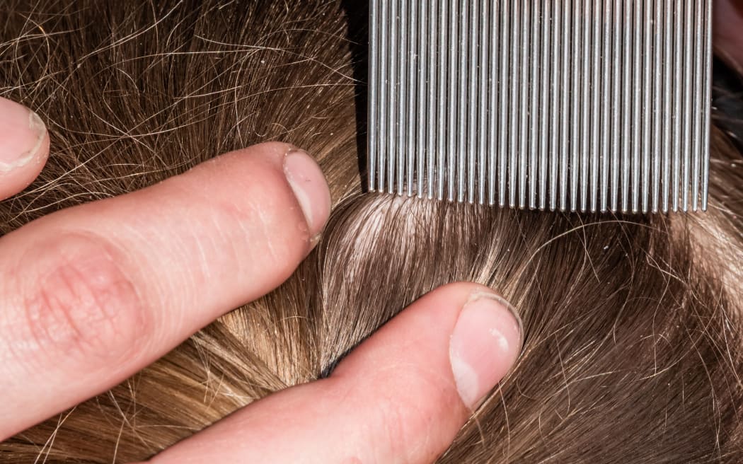 A young school girl is having her hair checked for head lice using a special comb.