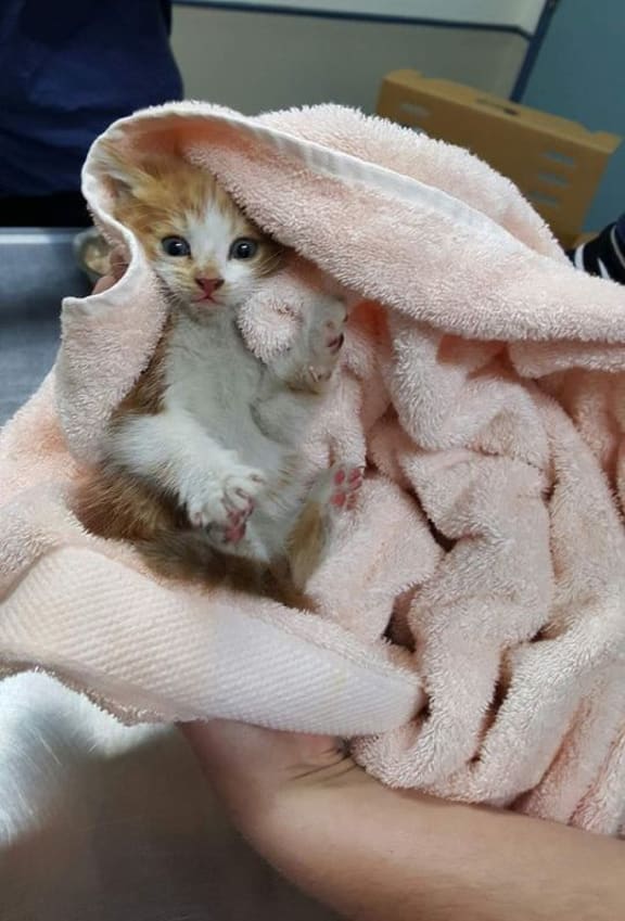 The cat after its high-speed adventure.