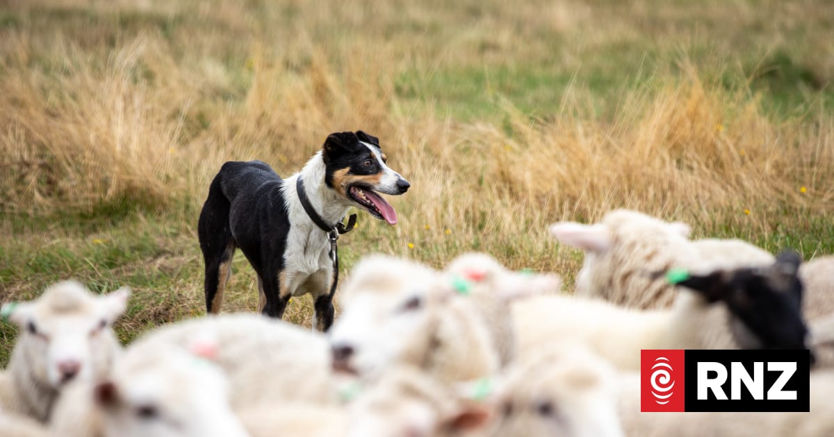 rnz.co.nz - RNZ | Te Reo Irirangi o Aotearoa - More than a farm asset': Farmers insuring working dogs