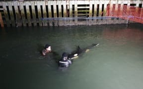 The orca calf was shifted into a temporary holding pool around 8pm on Thursday 15 July