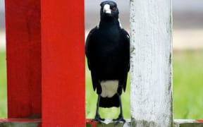 Mountain bikers in Timaru are taking more of a risk in a Centennial Park of late with over protective magpies dive bombing the cyclists.
