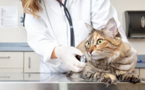 Veterinarian holding a cat and examining him with stethoscope