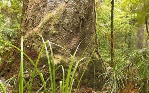 A Kauri tree
