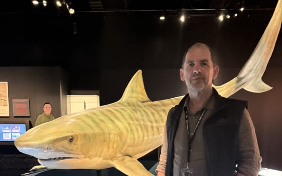 Clinton Duffy, Auckland's curator of marine biology, standing next to a life-sized model of a tiger shark at Auckland Museum.