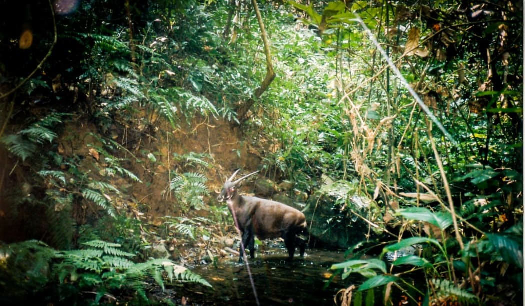 The Saola
