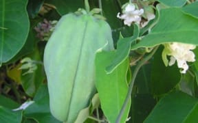 Araujia hortorum pod.