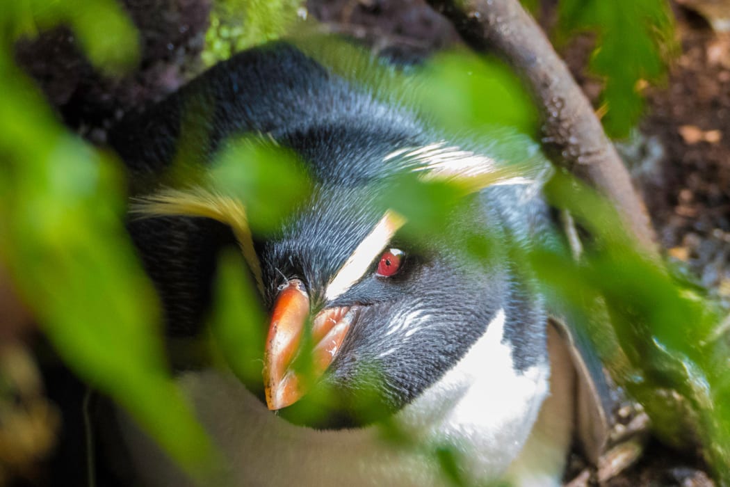 Tawaki or Fiordland crested penguins live in dense forest in southern New Zealand.