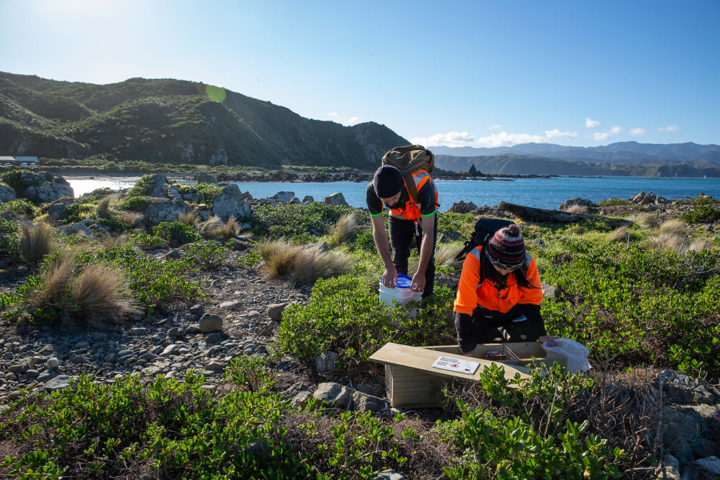Predator-Free Wellington staff check bait stations and traps on Miramar's south coast. Large areas of bush which cloak the hillsides behind them are a favourite rat haunt.