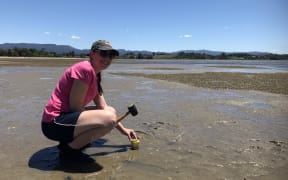 Temperature loggers are pushed into the sediment to capture what the extremes are during hot days with mid afternoon low tides.