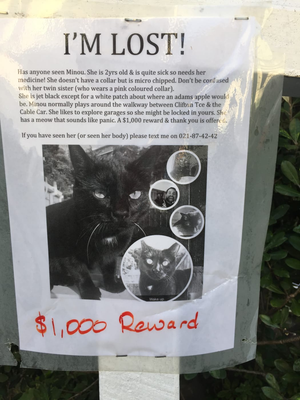 Minou the lost cat