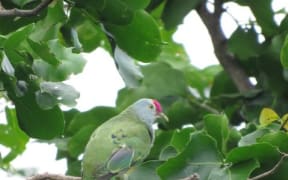 On Saipan, the Eurasian Tree Sparrow dominated the count, while Rota saw the Red-footed Booby as the most observed species.