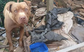A life-chained dog from South Auckland who was being helped by Chained Dog Awareness NZ last year. He has since disappeared.