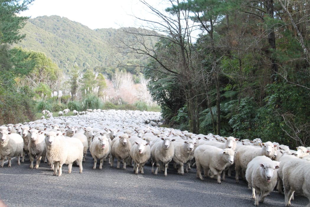 Sheep on road