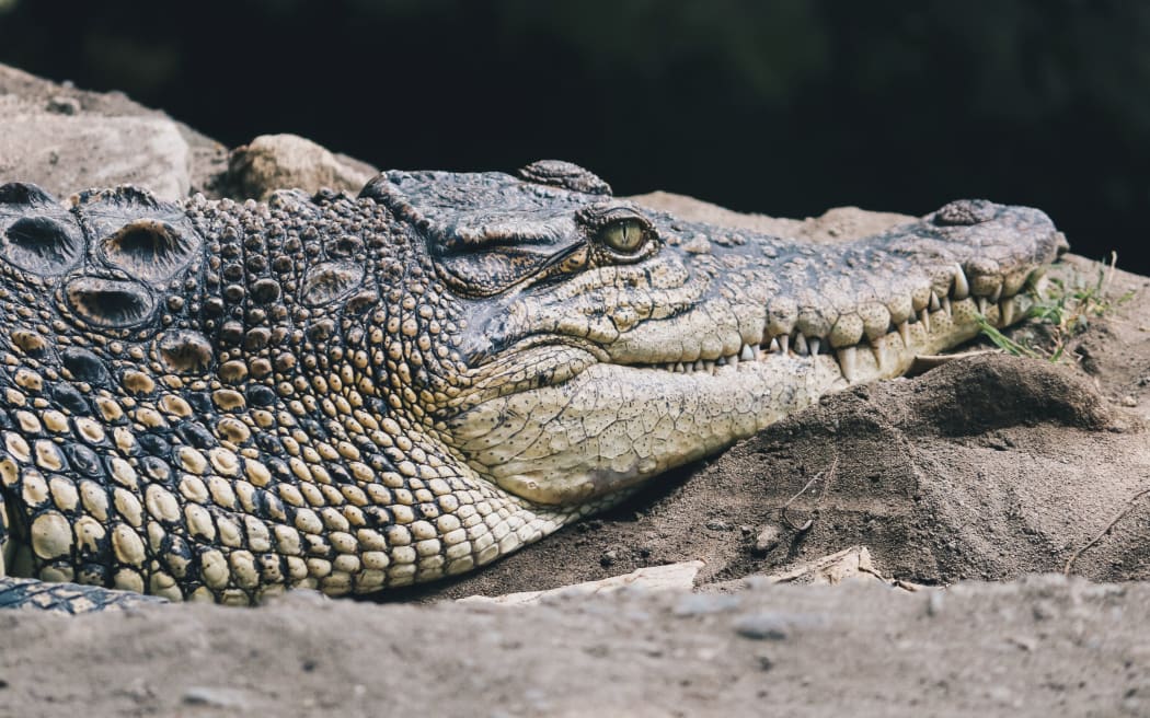 Saltwater crocodile (Crocodylus porosus) or Saltwater crocodile or Indo Australian crocodile or Man-eater crocodile. sunbathing at the swamp.