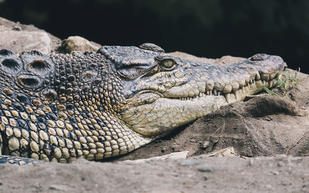 Krokodyl słonowodny (Crocodylus porosus), krokodyl słonowodny, krokodyl australijski indyjski lub krokodyl ludożerny.  Opalanie się na bagnach.
