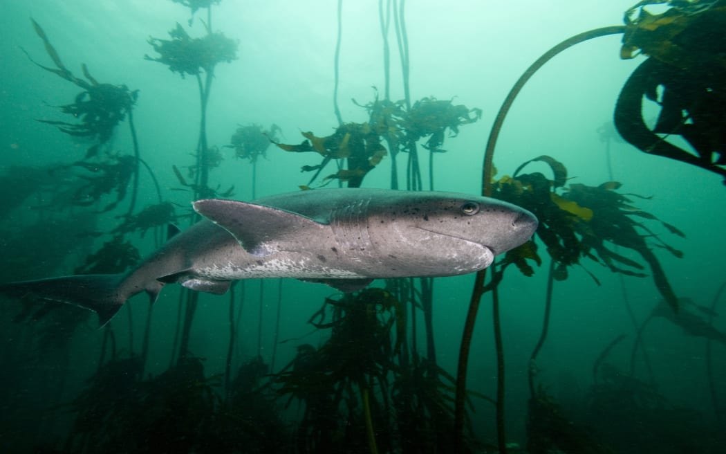 Seven gill shark, Cape Town, South Africa, Africa (Photo by Lisa Collins / Robert Harding Heritage / robertharding via AFP)