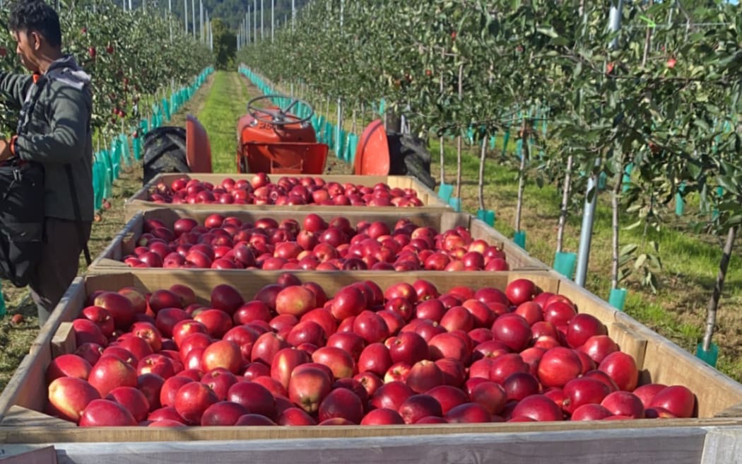 The 'Sassy' apple which was bred by Plant and Food Research can tolerate warmer climates while still developing good red colouring.
