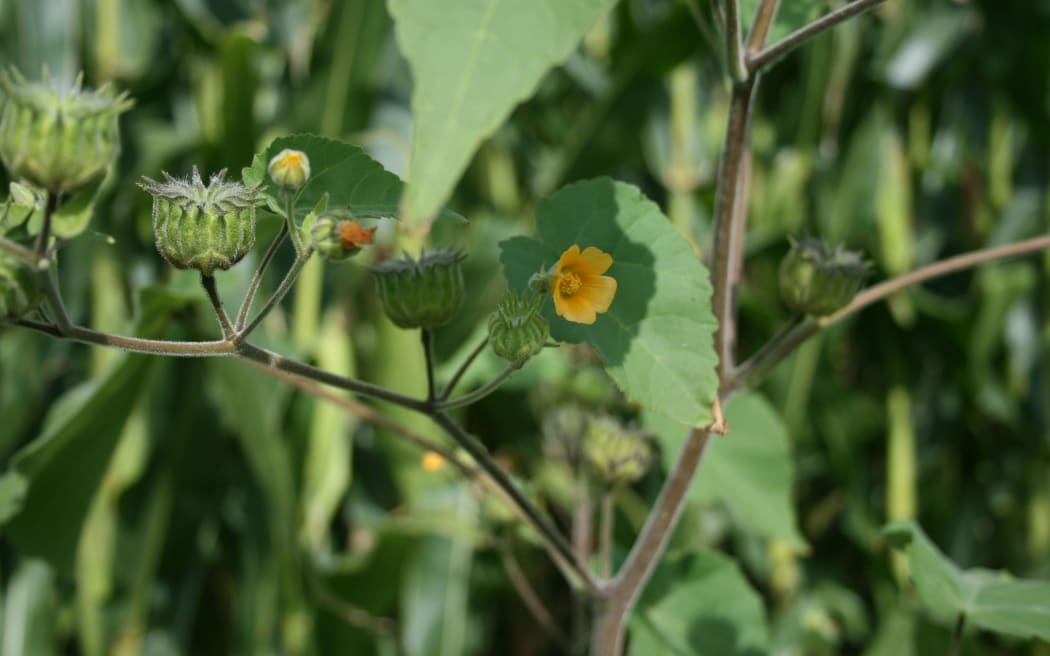 Velvetleaf in flower