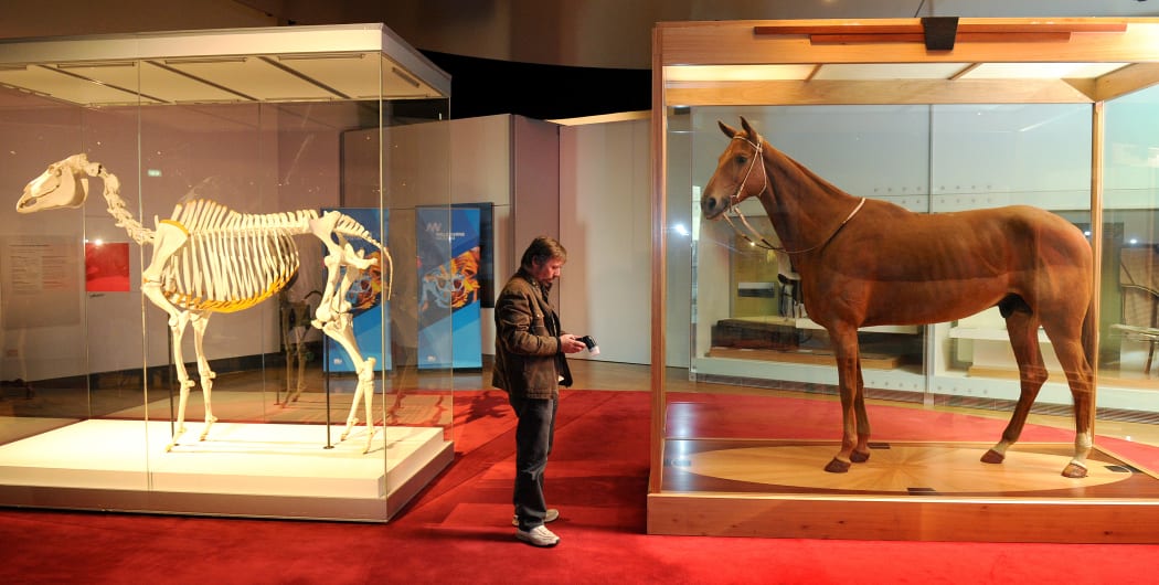 The hide and the skeleton of legendary racehorse Phar Lap appeared together at a special exhibition in Melbourne in 2010.