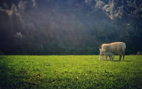 Lambing in New Zealand.