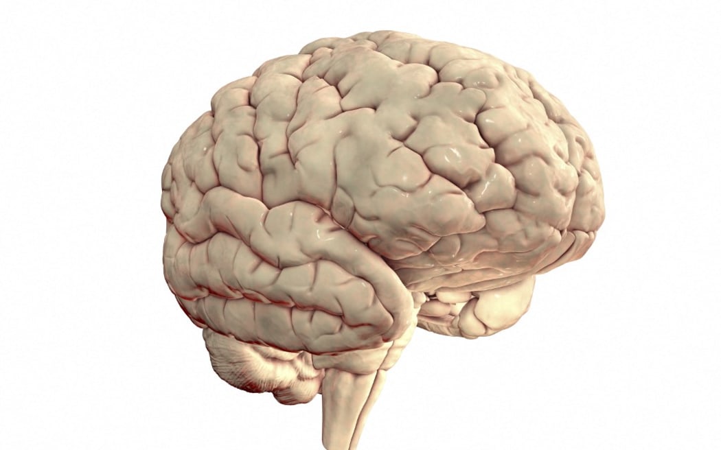 Human brain, illustration. (Photo by KATERYNA KON/SCIENCE PHOTO LIBRA / KKO / Science Photo Library via AFP)