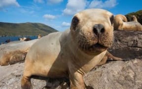 The main breeding ground for New Zealand sea lion / rāpoka pups is Auckland Islands.