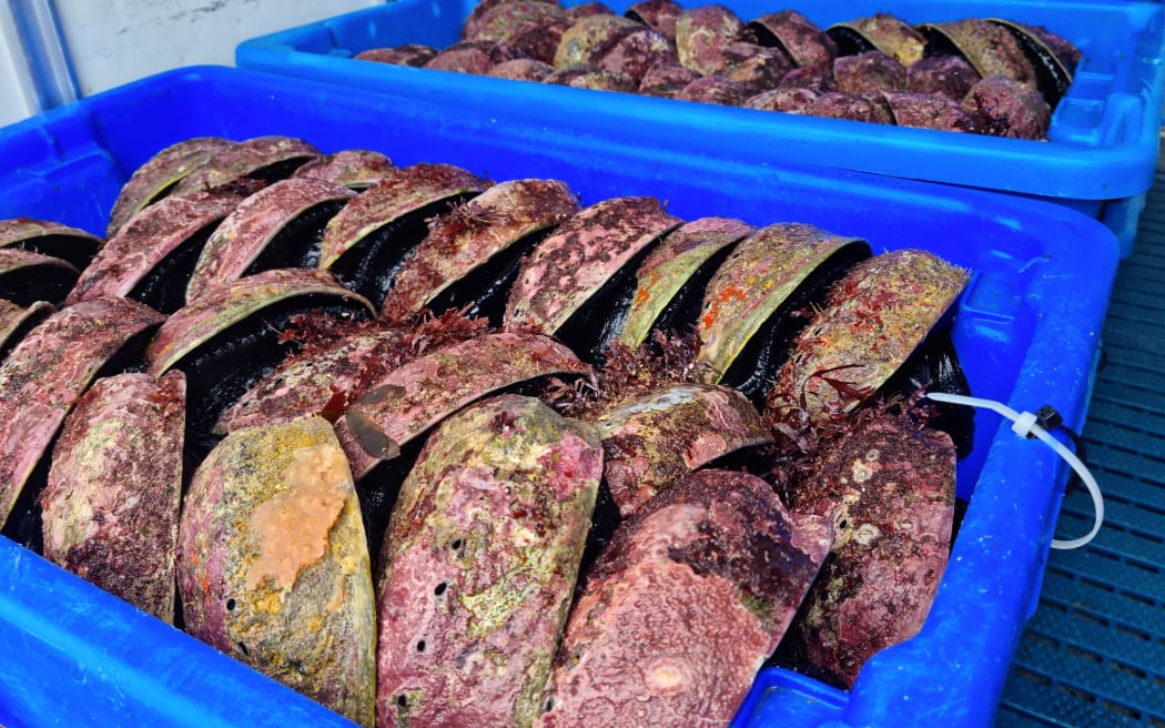 Some of the pāua caught by David Rae on the first day of the season.