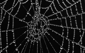 Spider web with morning dew.