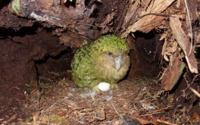 Adult Kākāpō nest