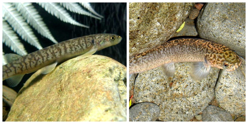Left: Juvenile koaro
Right: Adult koaro from the Momona Stream Taranaki