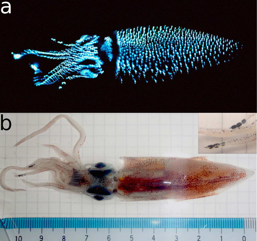 The Japanese firefly squid