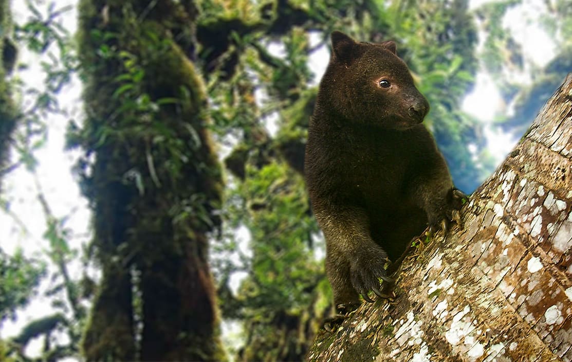 A Tree Kangaroo in Papua New Guinea.