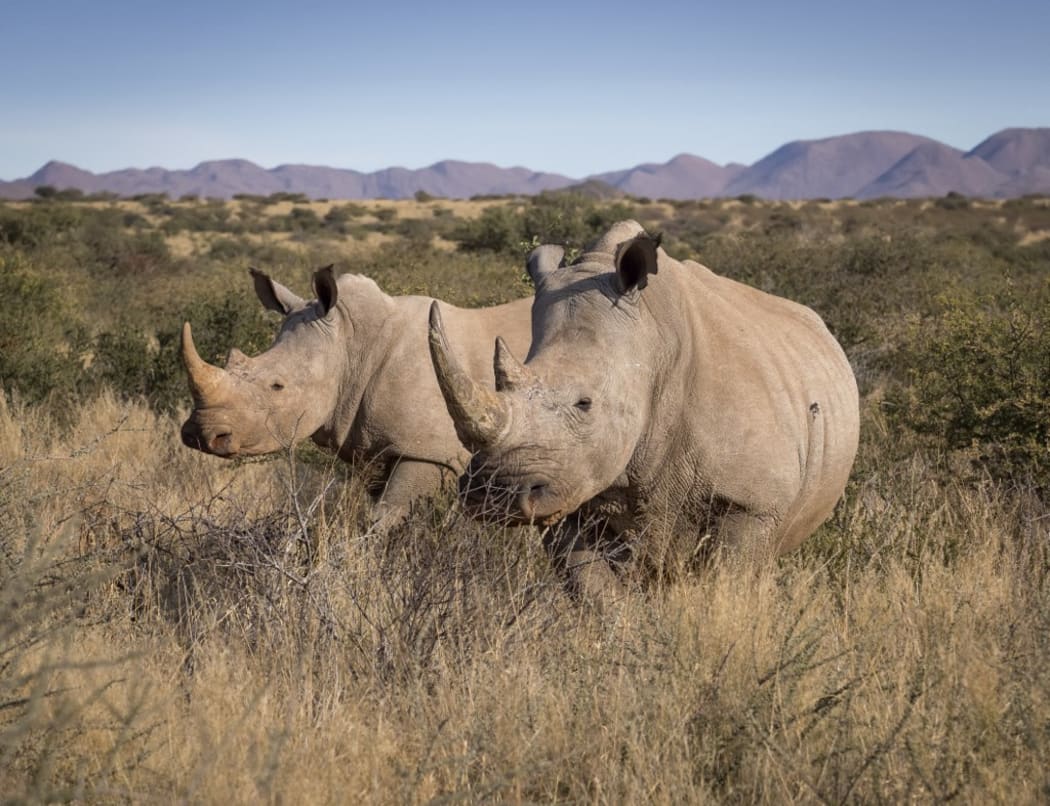 White Rhinoceros (Ceratotherium simum), female with grown calf, Tswalu Kalahari, South Africa (Photo by Ignacio Yufera / Biosphoto / Biosphoto via AFP)