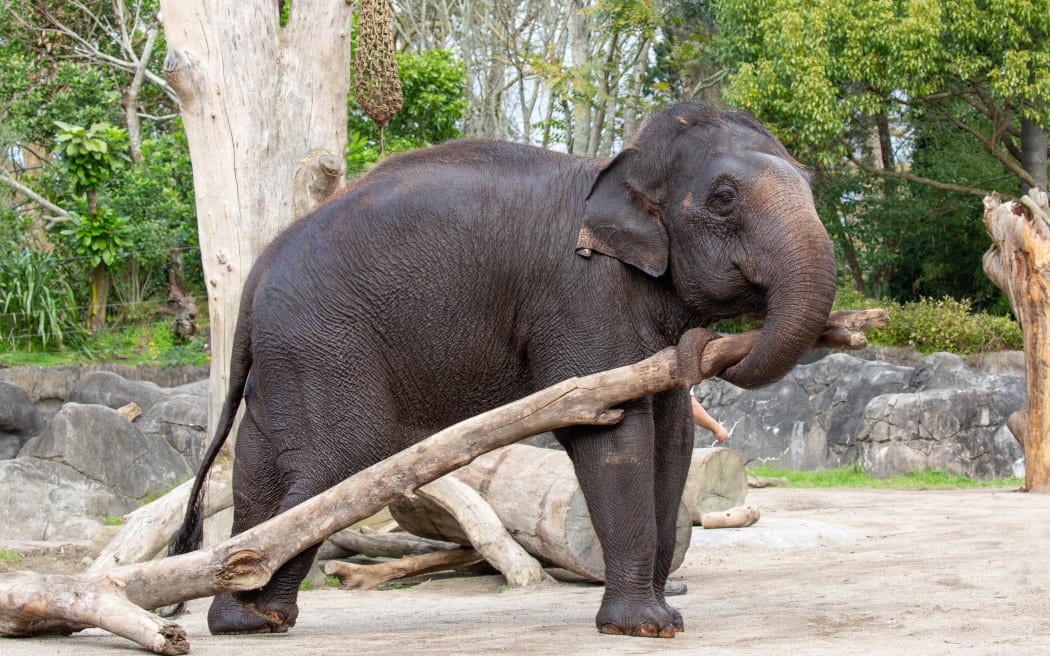 Elephant Burma at Auckland Zoo.