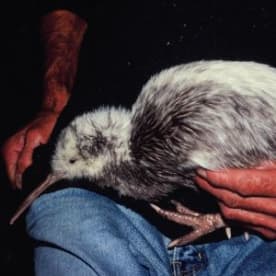 Photo for Kiwi - (Okarito brown)