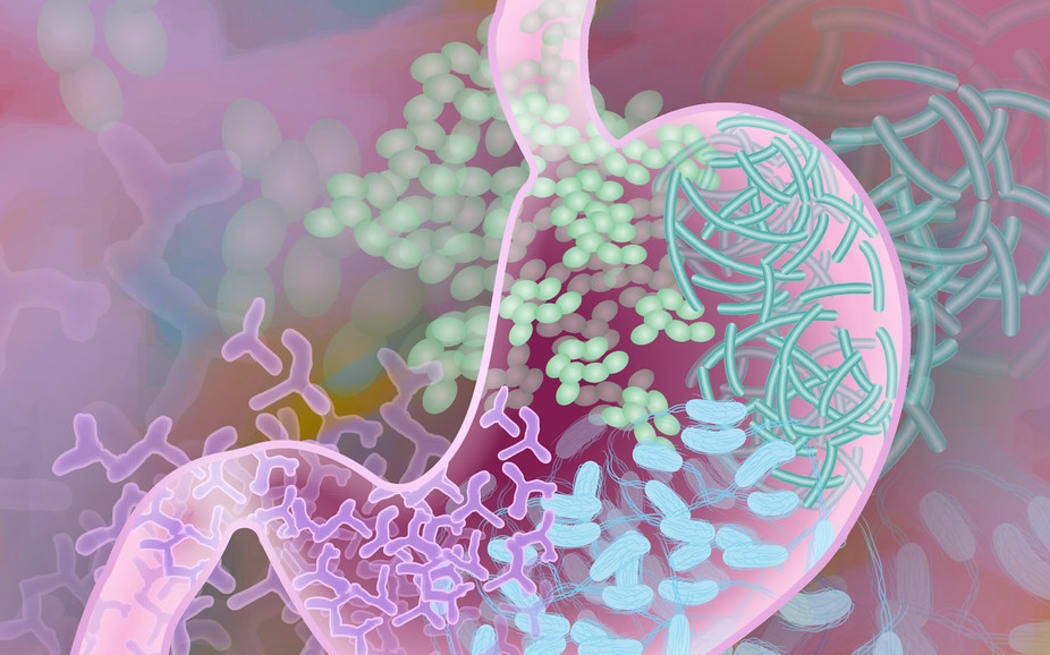 Beneficial Gut Bacteria