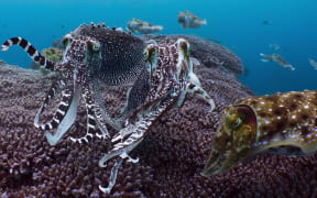 Our Oceans. Cr. Courtesy of Netflix © 2024