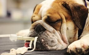 Image of sick dog