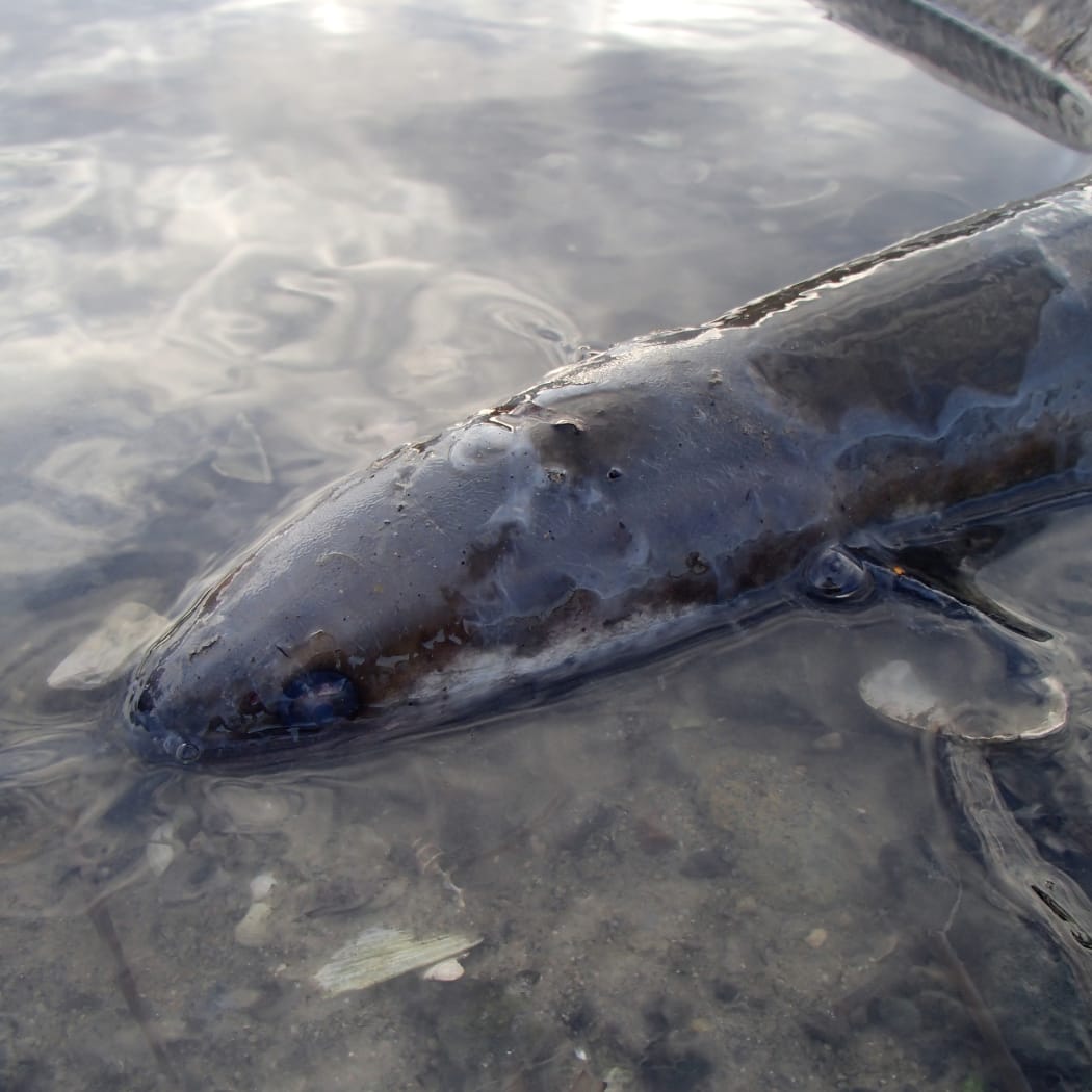 Dozens of dead or distressed eels were found at an outlet near Tauranga's Memorial Park.